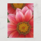 African Daisy Postkarte (Vorderseite)