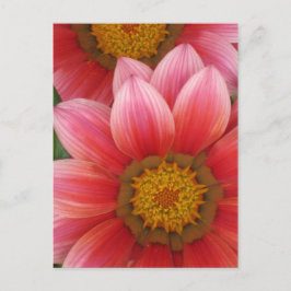 African Daisy Postkarte
