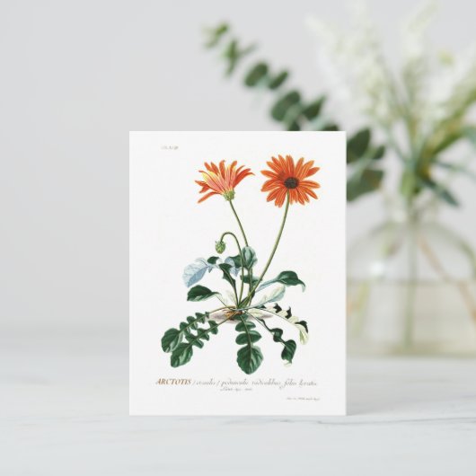 African Daisy Postkarte (Stehend Vorderseite)