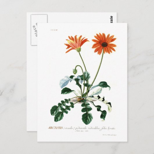 African Daisy Postkarte (Vorne/Hinten)