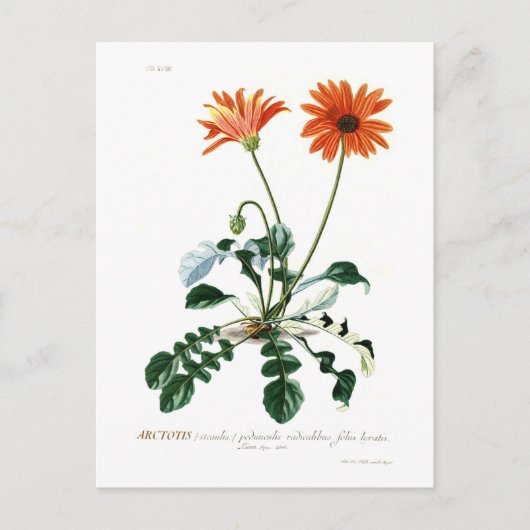 African Daisy Postkarte (Vorderseite)