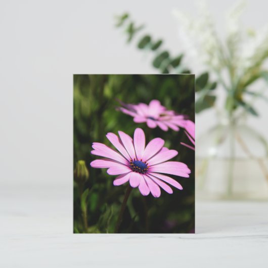 African Daisy Postkarte (Stehend Vorderseite)