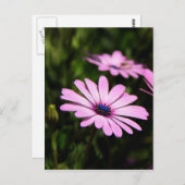 African Daisy Postkarte (Vorne/Hinten)