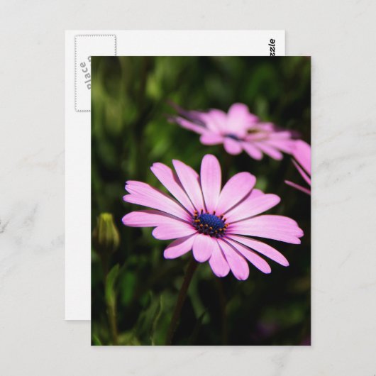 African Daisy Postkarte (Vorne/Hinten)