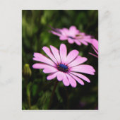 African Daisy Postkarte (Vorderseite)