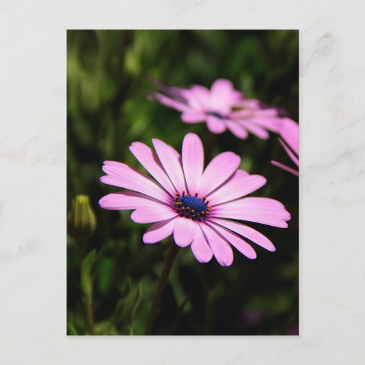 African Daisy Postkarte (Vorderseite)
