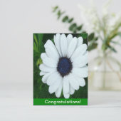 African Daisy Postkarte (Stehend Vorderseite)