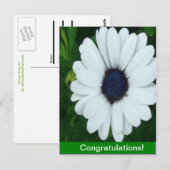 African Daisy Postkarte (Vorne/Hinten)