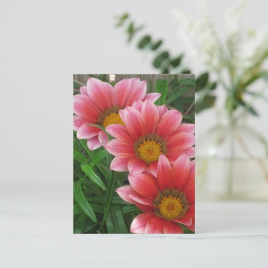 African Daisy Postkarte (Stehend Vorderseite)