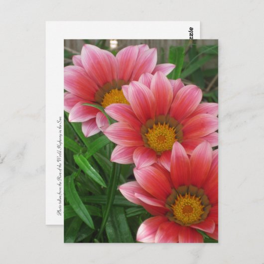 African Daisy Postkarte (Vorne/Hinten)