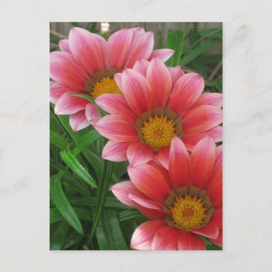 African Daisy Postkarte (Vorderseite)