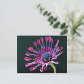 African Daisy Postkarte (Stehend Vorderseite)