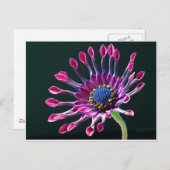 African Daisy Postkarte (Vorne/Hinten)