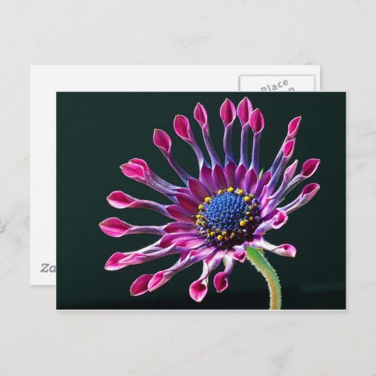 African Daisy Postkarte (Vorne/Hinten)