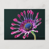 African Daisy Postkarte (Vorderseite)