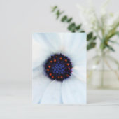 African Daisy Postkarte (Stehend Vorderseite)
