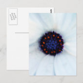 African Daisy Postkarte (Vorne/Hinten)