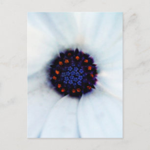 African Daisy Postkarte