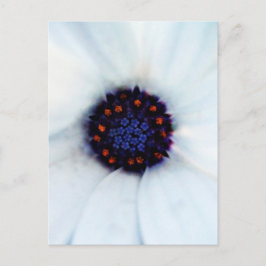 African Daisy Postkarte (Vorderseite)
