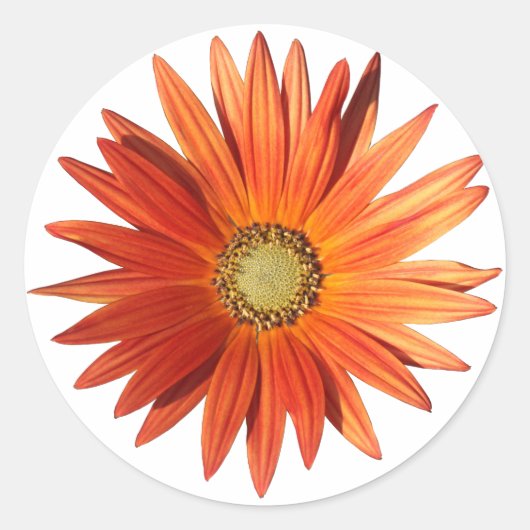 African Daisy Runder Aufkleber (Vorderseite)