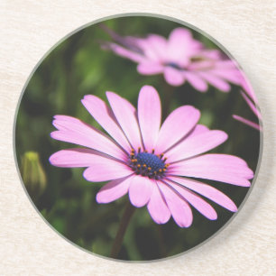 African Daisy Sandstein Untersetzer
