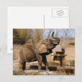 African_Elephant_001 Postkarte (Vorne/Hinten)