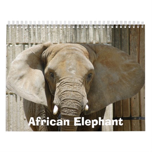 African_Elephant_005, afrikanischer Elefant Kalender (Titelbild)