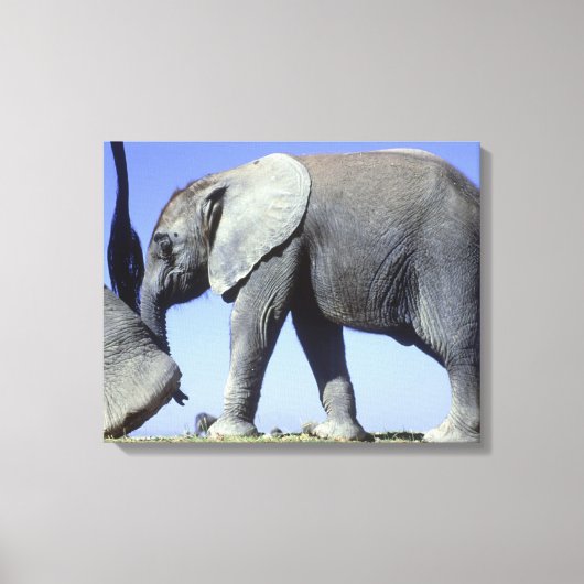 African Elephant Calf Leinwanddruck (Vorderseite)