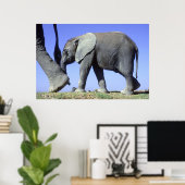 African Elephant Calf Poster (Heimbüro)