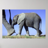 African Elephant Calf Poster (Vorne)