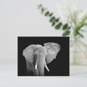 African Elephant on Black - Postcard Postkarte (Stehend Vorderseite)