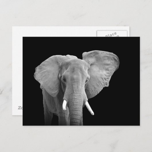 African Elephant on Black - Postcard Postkarte (Vorne/Hinten)