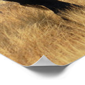 African Elephant Poster Print (Ecke)