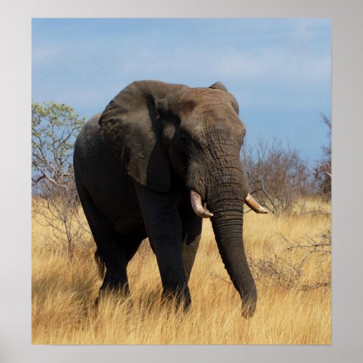 African Elephant Poster Print (Vorne)