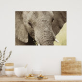 African elephant wildlife posters, images, prints poster (Küche)