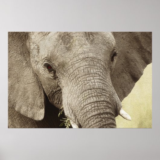 African elephant wildlife posters, images, prints poster (Vorne)