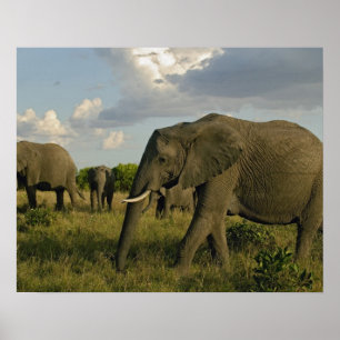 African Elephants grazing, Loxodonta africana, Poster