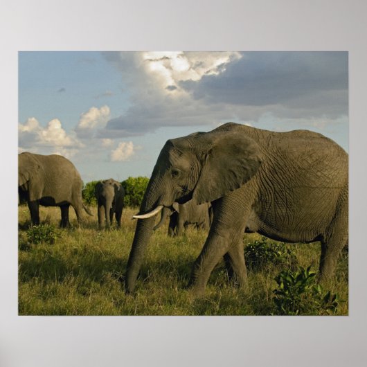 African Elephants grazing, Loxodonta africana, Poster (Vorne)
