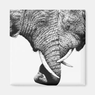 African Elephants Magnet