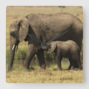 African Elephants Quadratische Wanduhr