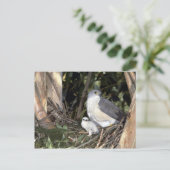 African Goshawk Postkarte (Stehend Vorderseite)