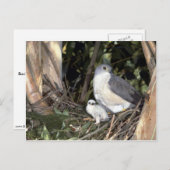 African Goshawk Postkarte (Vorne/Hinten)
