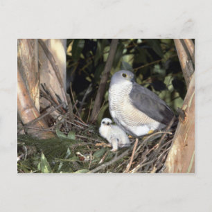 African Goshawk Postkarte