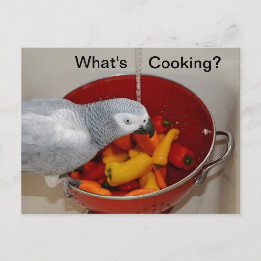 African Gray Cooking Kitchen Helper Postcard Postkarte (Vorderseite)