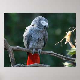 African Gray Paprot Print Poster