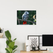 African Gray Paprot Print Poster (Heimbüro)