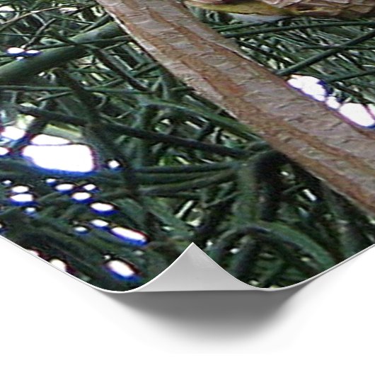 African Gray Paprot Print Poster (Ecke)