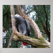 African Gray Paprot Print Poster (Vorne)