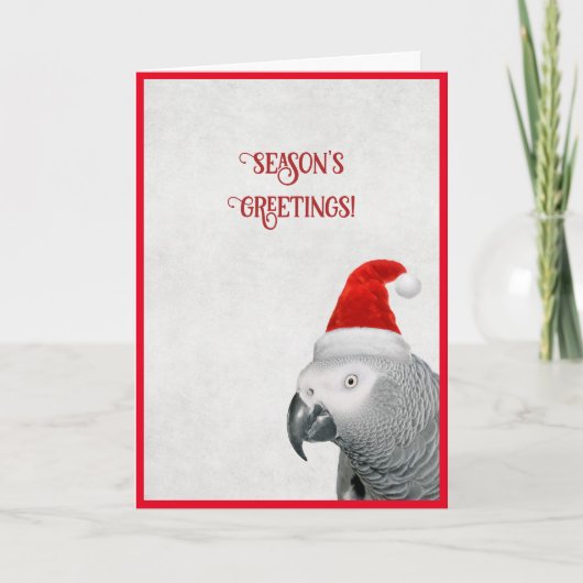 African Gray Parrot Christmas Card Feiertagskarte (Vorderseite)