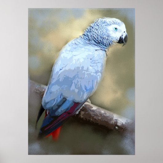 African Gray Parrot Fine Art Prints Poster (Vorne)